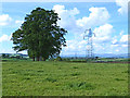 Clump of trees and pylons near Clifton