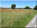 Poppies in Rape fields, Gulpher Road