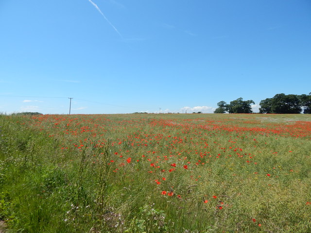 Poppies in Rape fields, Gulpher Road