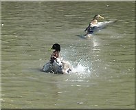 SP7408 : Ducks going bonkers in Haddenham by Rob Farrow