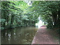 The Chesterfield Canal passing through Lady Bridge Wood