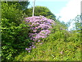 Rhododendron in bloom