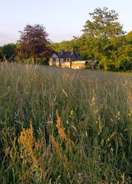 Hilltop grassland at Ranmore