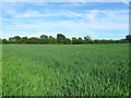 Walnut Tree Field