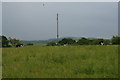 Cows in the long grass