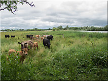 TL3470 : Cows in Fen Drayton Lakes by Kim Fyson