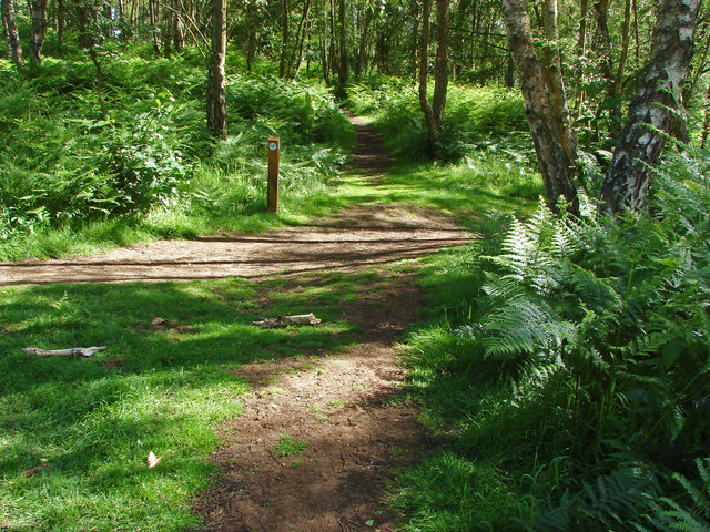 Paths, Puttenham Common © Alan Hunt :: Geograph Britain and Ireland