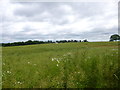 Holt, rape field