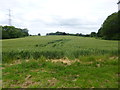 Holt, wheat field