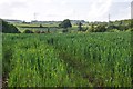 Taunton Deane District : Grassy Field