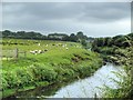 Sheep Grazing next to Glaze Brook