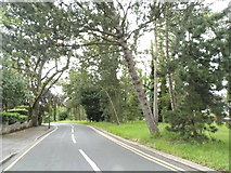 TQ2762 : Pine Walk West, Carshalton Beeches by David Howard