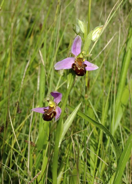 Bee orchids at Ranmore (3)