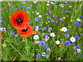 TL4557 : Poppies - The Botanic Garden, Cambridge by Sandra Humphrey