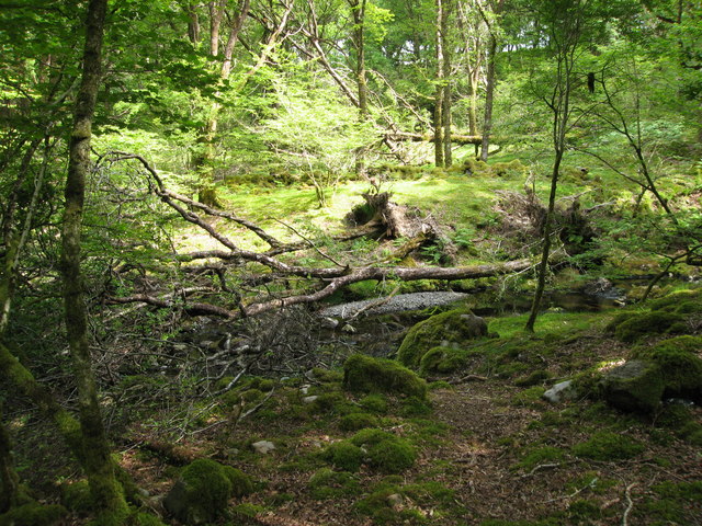Fallen trees in Coed Llennyrch