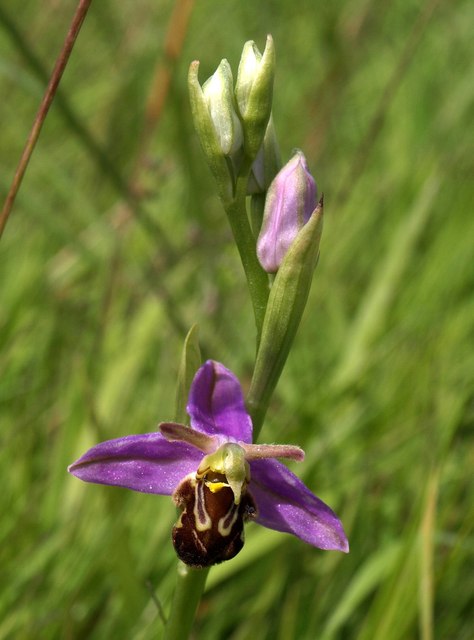 Bee orchid, Nightingale Park