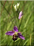 SX9066 : Bee orchid, Nightingale Park by Derek Harper