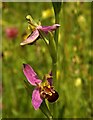 Bee orchid, Nightingale Park