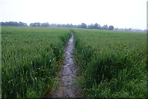 TL4861 : Path through wheat in the rain by Bill Boaden