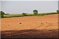 Taunton Deane District : Ploughed Field