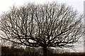 SO8155 : Pollarded oak in Crown East Lane by Mary Williams