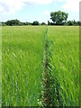 Through The Barley