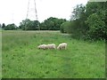 Sheep On Footpath