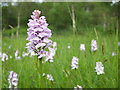 NR8368 : Heath spotted orchids (Dactylorhiza maculata) by sylvia duckworth