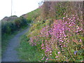 Wild flowers in Stonechair Lane