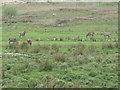 Red Deer at Lussagiven