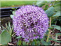 Allium flower