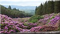 S0211 : Rhododendrons take over the valley by Hywel Williams