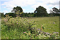 Wild Rose and Scots Pine