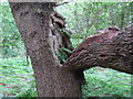 TM4667 : Bracken growing in broken tree branch, RSPB Minsmere by Roger Jones