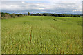 Field with Cereal Crop