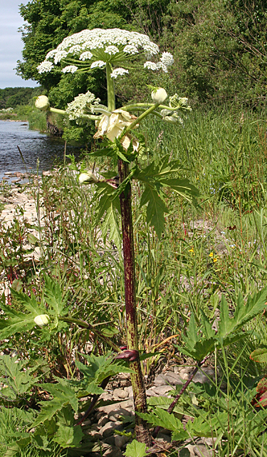 Giant Hogweed (Heracleum montegazzianum)