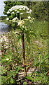 NJ3464 : Giant Hogweed (Heracleum montegazzianum) by Anne Burgess