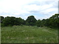 Oak Trees, Rowhedge