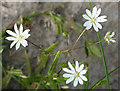 NJ3465 : Lesser Stitchwort (Stellaria graminea) by Anne Burgess
