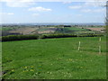 Grazing near Huthwaite