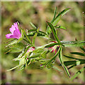 Cut-leaved Cranesbill (Geranium dissectum)