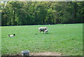 TQ1635 : Sheep and lamb by N Chadwick