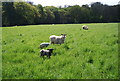 TQ1635 : Sheep and lambs by N Chadwick