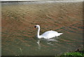 Swan, Oxford Canal