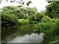 TL8346 : River Stour by Geographer