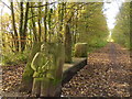 The Trans pennine trail near Silkstone common.