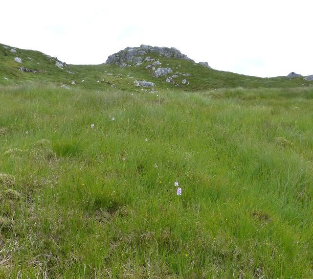 Hillside with orchids in foreground below Beinn Chlaonleud