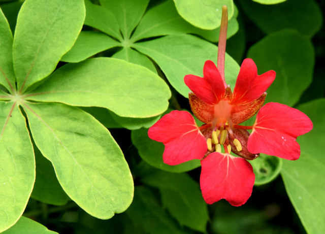 Red flower, Botanic Gardens, Belfast (June 2014)