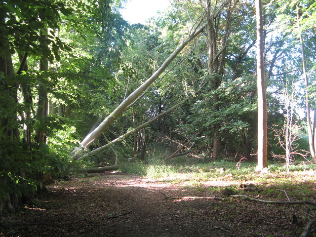 Felling of Trees near A24