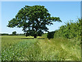 Oak by the footpath